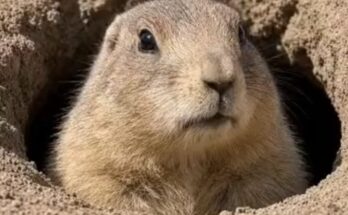 THE MARMOT