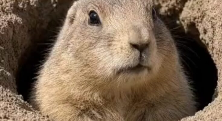 THE MARMOT